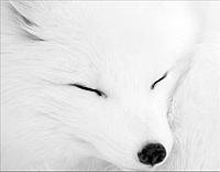 WhiteFox avatar