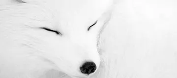 Banner for WhiteFox